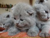 Владислав Гілюк фотография #31 (источник - https://vk.com/id68915626)