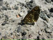 Павло Балтаєв фотография #41 (источник - https://vk.com/id5781749)