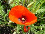 Фотография Кондрашовой Виктории