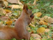 Євка Ес-Кар-Го фотография #23 (источник - https://vk.com/id63822917)