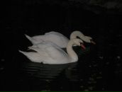 Фотография Лебедевой Юлии