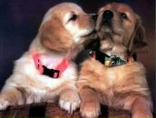 Твої Очі фотография #3 (источник - https://vk.com/id135788243)