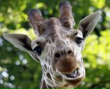 Фотография Лаврентьевой Регины