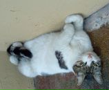 Ismet Alpay фотография #8 (источник - https://vk.com/id90845466)