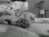 Фотография Артемова Александра