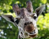 Фотография Хрусталева Александра