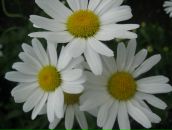 Фотография Кузнецовой Екатерины