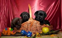 Фотография Свидерскаяа Татьяны