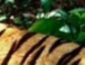 Альбина Хабибуллина фотография #18 (источник - https://vk.com/id30116118)