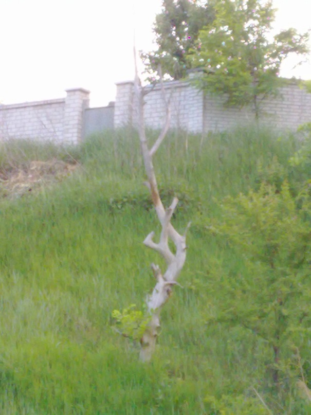 Дмитрий Луценко фотография #47