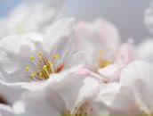 Фотография Яковлевой Надежды