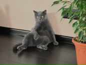 Фотография Levina Tancha