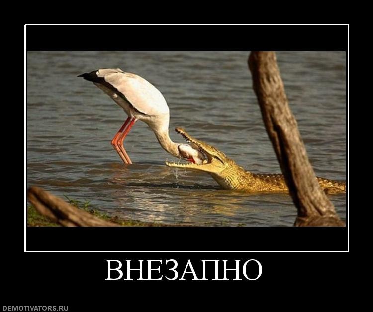 Игорь Будник фотография #40