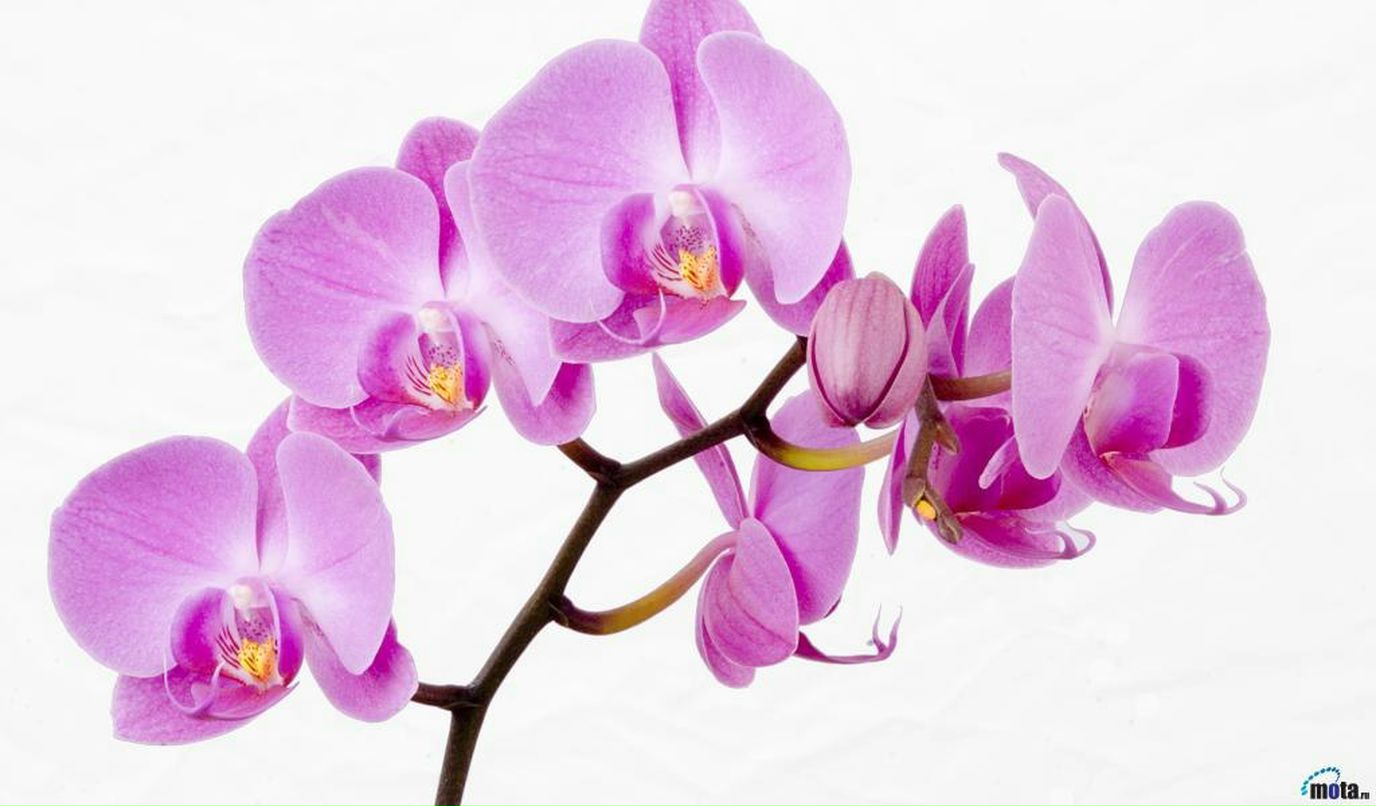 Александр Романенко фотография #22