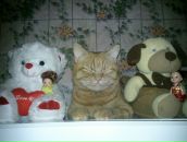 Фотография Алхорбы Даниила