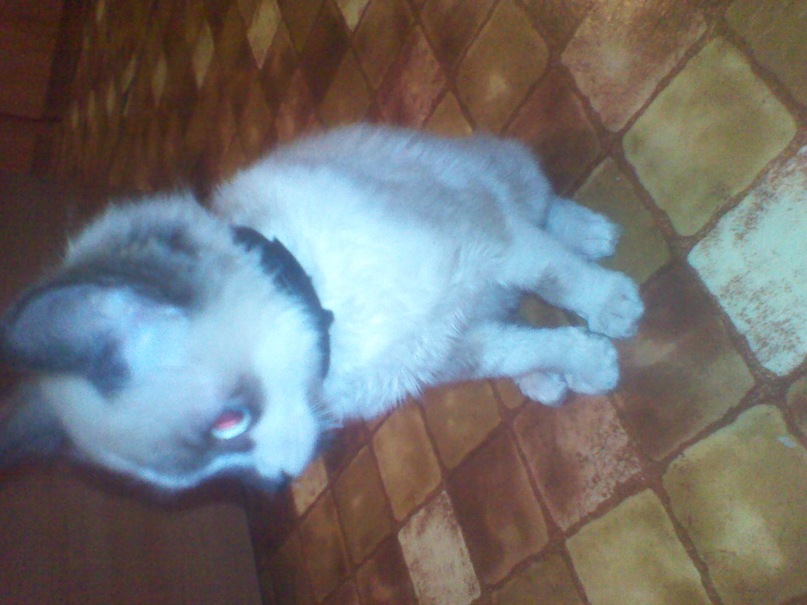 Элла Оскен фотография #19