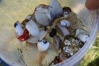 Іван Стефанюк фотография #42 (источник - https://vk.com/id16119498)