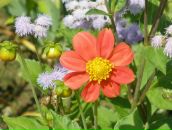 Віка Гук (прокіп) фотография #10 (источник - https://vk.com/id76719396)