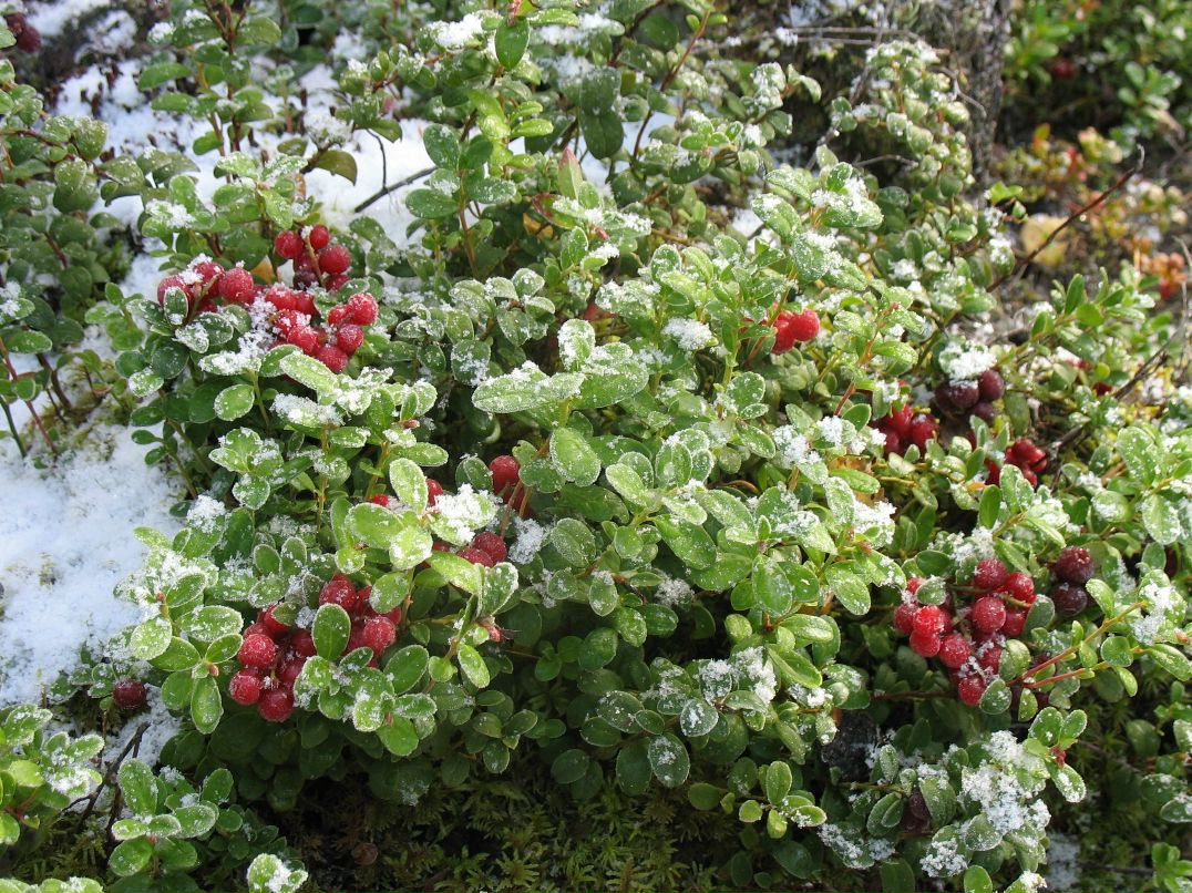 Константин Костин фотография #46