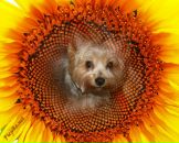 Марина Васильева фотография #26 (источник - https://vk.com/id2408840)