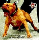 Іван Позинскі фотография #23 (источник - https://vk.com/id228457306)