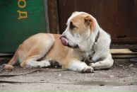 Софья Фе фотография #34 (источник - https://vk.com/id1765062)