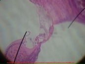 Фотография Дмитриевны Варвары