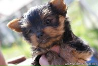 Владлєна Козачок фотография #38 (источник - https://vk.com/id98642620)