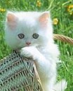Олічка Котик фотография #29 (источник - https://vk.com/id65968827)