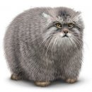 Свин ^_^ фотография #26 (источник - https://vk.com/id60082165)