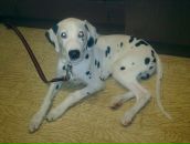 Антон Котов фотография #33 (источник - https://vk.com/id288997)