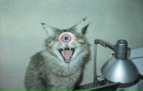 Фотография Фесенко Романа