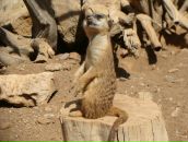 Фотография Кленовой Светланы