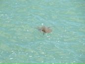 Александр Игнатенко фотография #11 (источник - https://vk.com/id24388063)