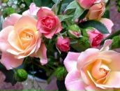 Фотография Слипанюк Елены