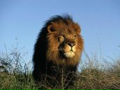 Игорь Иванов фотография #44 (источник - https://vk.com/id966558)