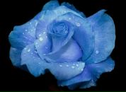 Фотография Кашиной Дианы