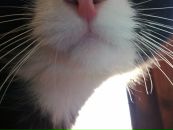 Jāzeps Darguzis фотография #39 (источник - https://vk.com/id32230129)