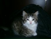 Світлана Аляєва фотография #44 (источник - https://vk.com/id5726732)