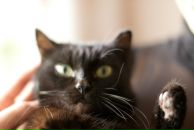 Фотография Письменной Дианы