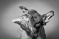 Фотография Виноградова Александра