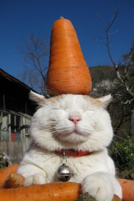 Софья Чимирова фотография #47