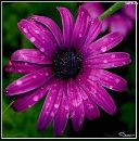 Люда Фалінська фотография #32 (источник - https://vk.com/id162614067)