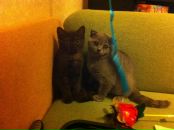 Фотография Ovsyannikova Olesya