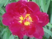 Фотография Петруничкин Илья