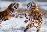 Оксана Іванова фотография #7 (источник - https://vk.com/id151007293)