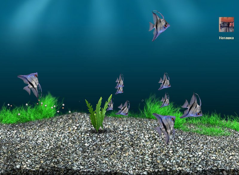 Коля Ободинский фотография #11