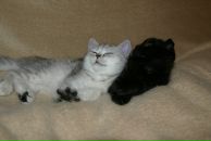 Алёна Смайл=) фотография #9 (источник - https://vk.com/id131650175)