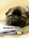 Мішка Шуфлат фотография #4 (источник - https://vk.com/id167869150)