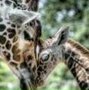 Фотография Рахмангуловой Элеоноры